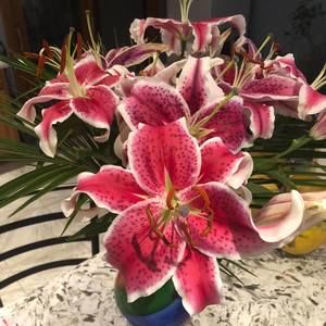 Meet your Posher, Lee